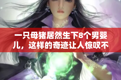 一只母猪居然生下8个男婴儿，这样的奇迹让人惊叹不已